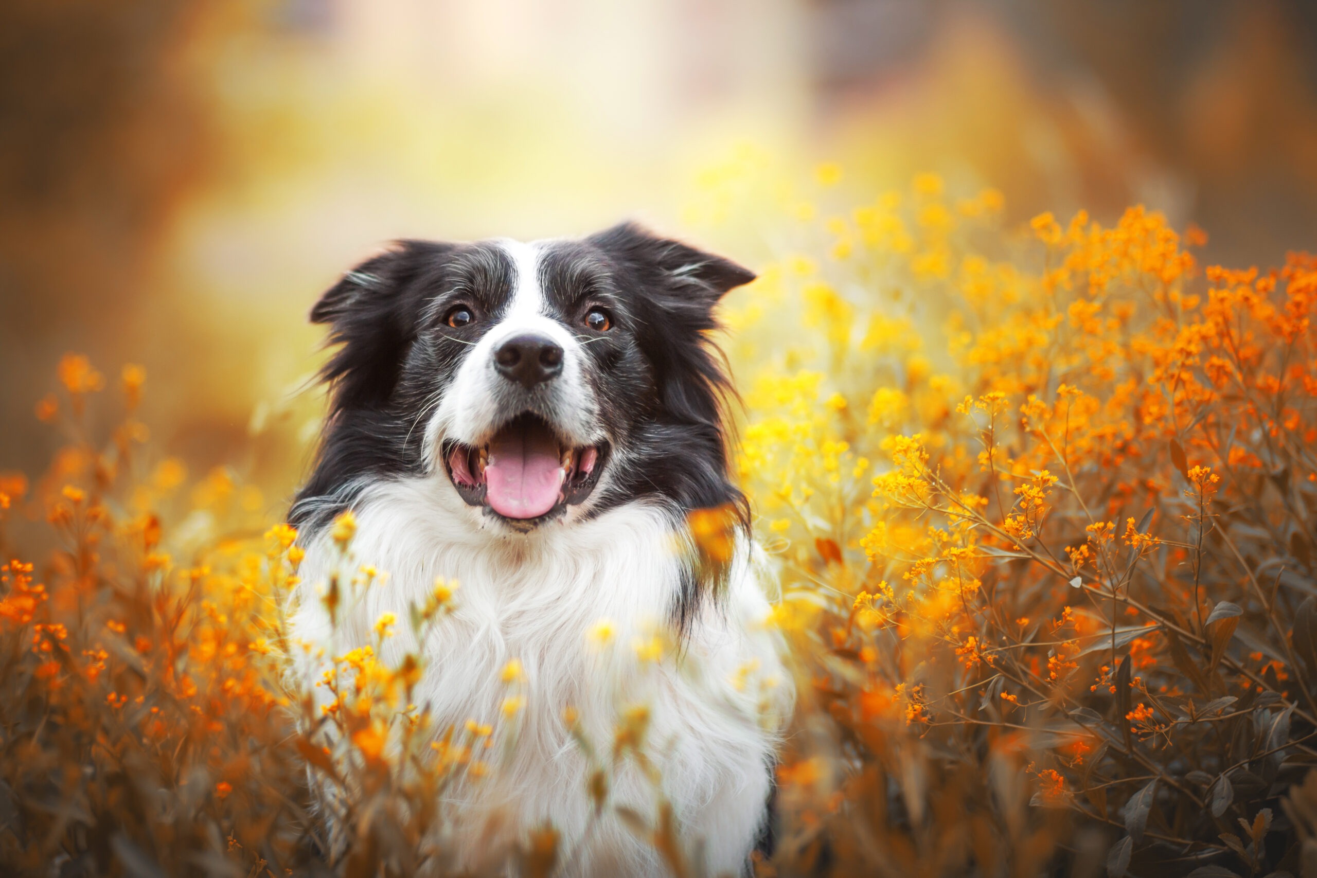 adorable portrait of amazing healthy and happy old black and white border collie
